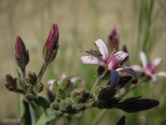 Oxypetalum solanoides