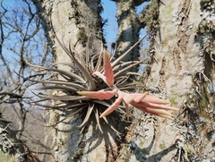 Tillandsia didisticha