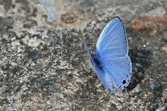 Catochrysops panormus