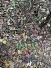 Vaccinium elliottii
