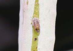 Psyllaephagus pilosus