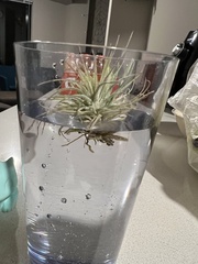 Tillandsia ionantha