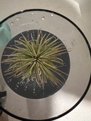 Tillandsia ionantha