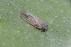 Ctenarytaina eucalypti