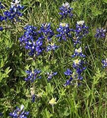 Lupinus texensis