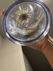 Tillandsia ionantha