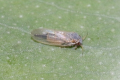 Ctenarytaina eucalypti