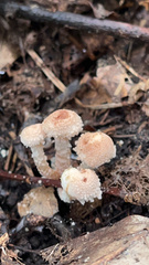 Verrucosporaceae
