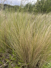 Poa labillardierei