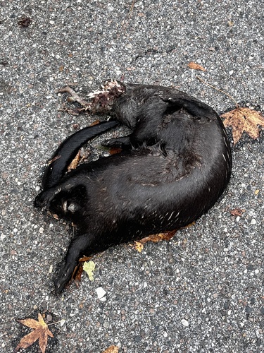 North American River Otter photographed in Alabama