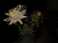 Acanthocereus chiapensis