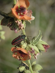 Astylus quadrilineatus