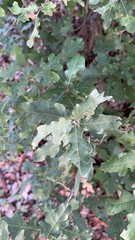 Quercus sinuata breviloba