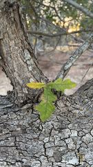 Quercus sinuata