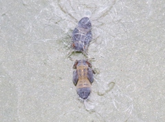 Ctenarytaina eucalypti