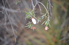 Eremophila metallicorum