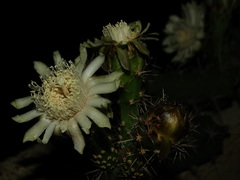 Acanthocereus chiapensis