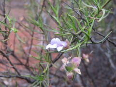 Eremophila metallicorum