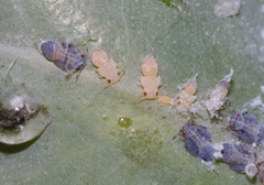 Ctenarytaina eucalypti