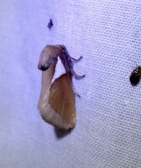 Prolimacodes trigona