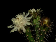 Acanthocereus chiapensis