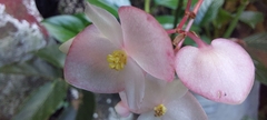 Begonia cucullata