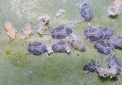 Ctenarytaina eucalypti