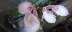 Begonia cucullata