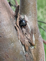 Ellipsidion australe