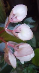 Begonia cucullata