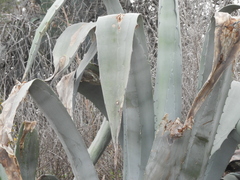 Agave mapisaga