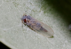 Ctenarytaina eucalypti