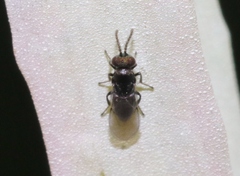 Psyllaephagus pilosus