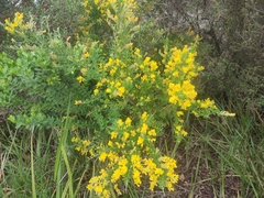 Genista