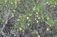 Eremophila metallicorum