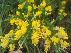 Genista