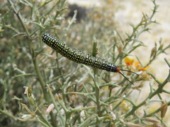 Antimima cryptica