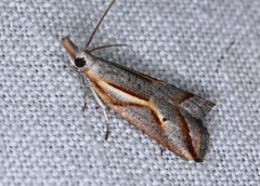 Arotrophora arcuatalis