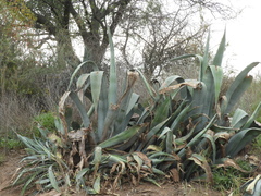 Agave mapisaga