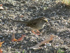 Zonotrichia albicollis