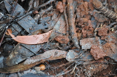 Odontomachus ruficeps