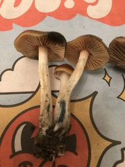 Psilocybe cyanescens