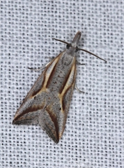 Arotrophora arcuatalis