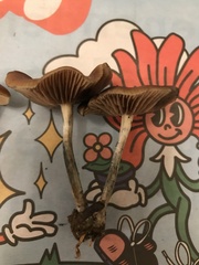 Psilocybe cyanescens
