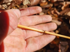 Persicaria virginiana