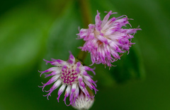 Cyrtocymura scorpioides