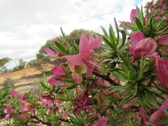 Eremophila miniata