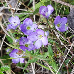 Veronica gracilis