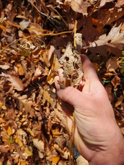 Persicaria virginiana