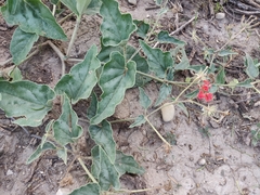 Nyctaginia capitata